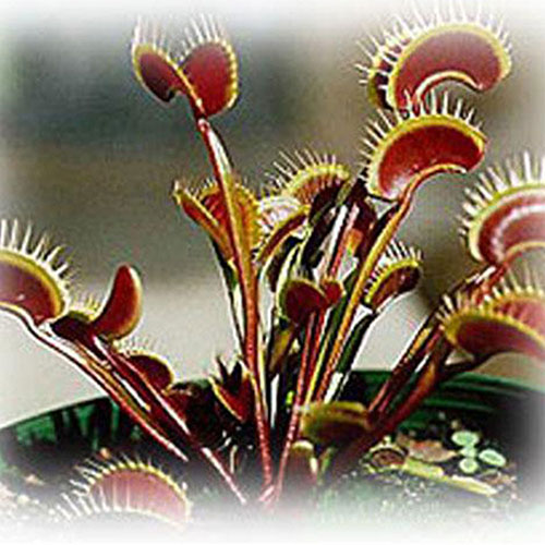 Royal Red Venus flytrap in 2-inch pot