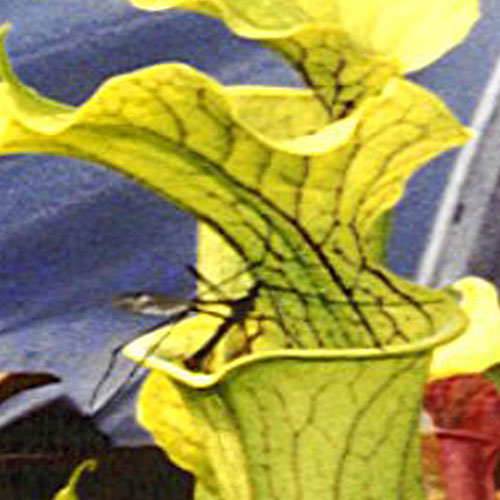 S. X [(Rubra Gulfensis) X (Leucophylla X Flava)]