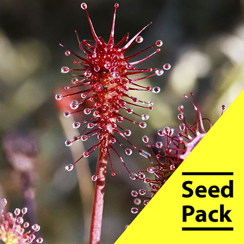 Drosera Intermedia Seeds- 35 Pack