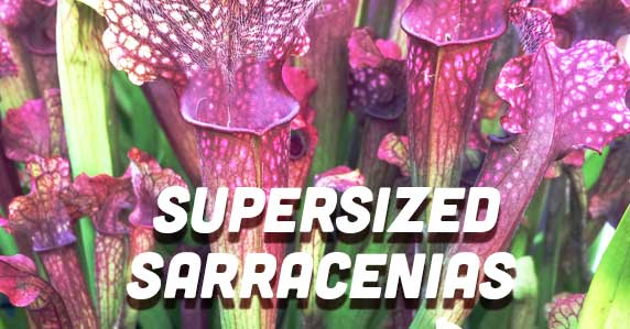 Supersized Sarracenias