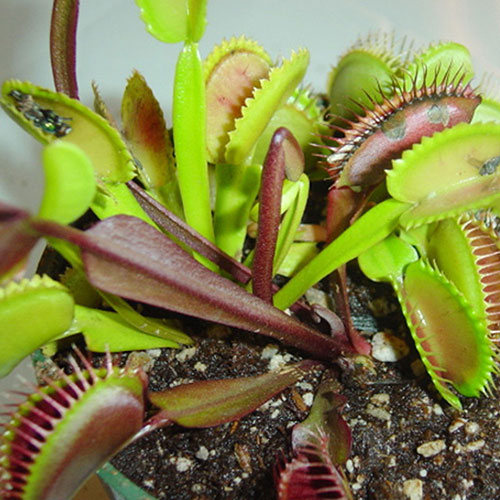 3 Venus flytraps potted in 3 inch pots with dome