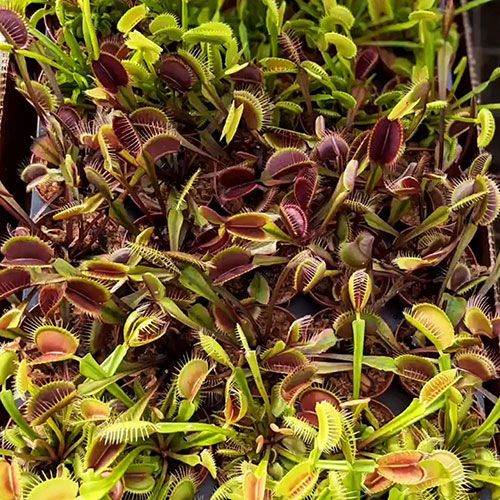 45 Potted 3 Combo Variety of Venus flytraps