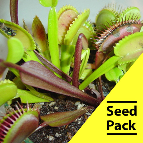  Venus flytrap Seeds - 35 Pack