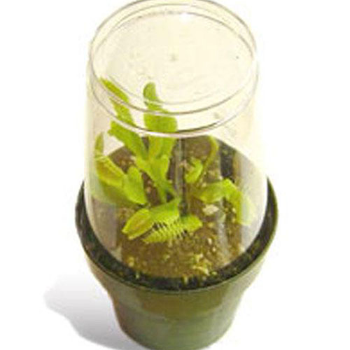 Venus Flytrap in 2-inch pot