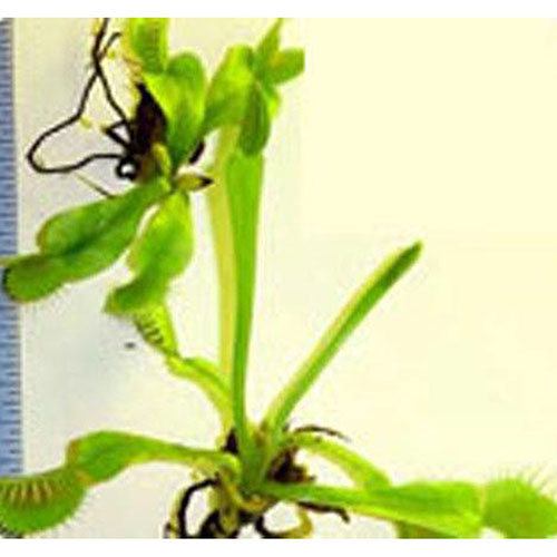 Venus Flytrap Bulbs - 1 - 2 year old plants