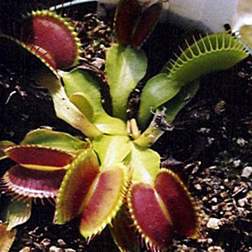 Vigorous Venus flytrap