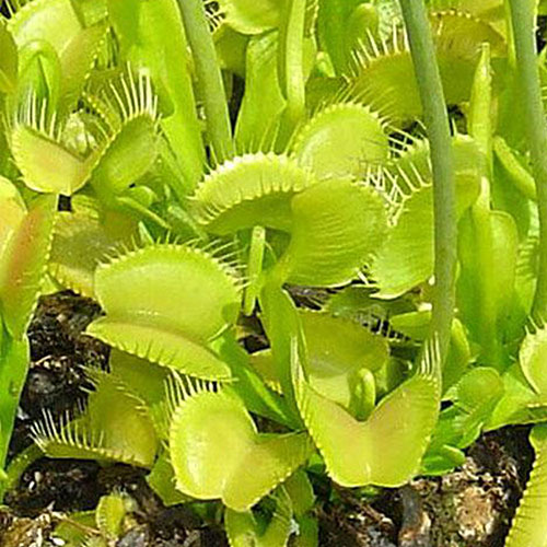 Rare Yellow Venus flytrap in 2 inch pot