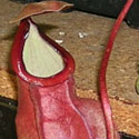 Mixed Seed Grown Lowland Nepenthes - 10 inch leaf span