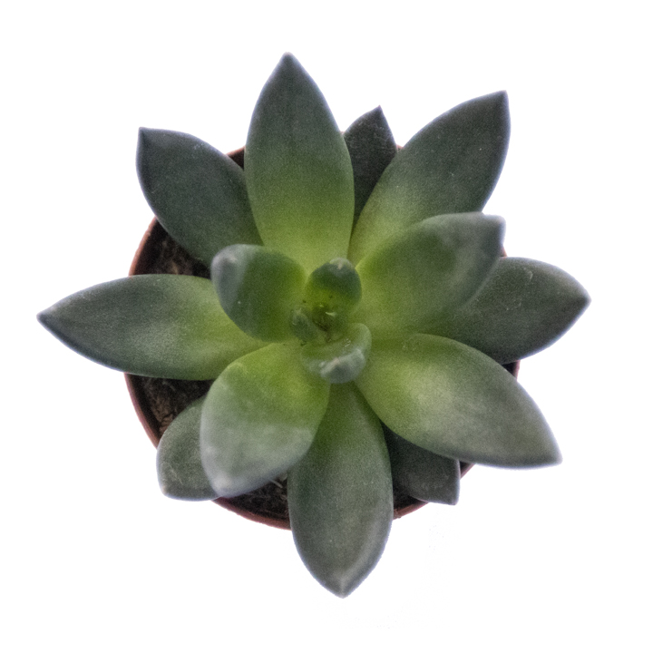 Echeveria 'affinis'