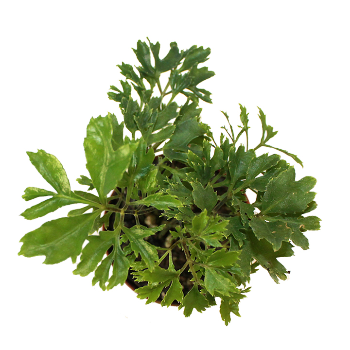 Aralia/Polyscas fruticosa 'aralia parsley'