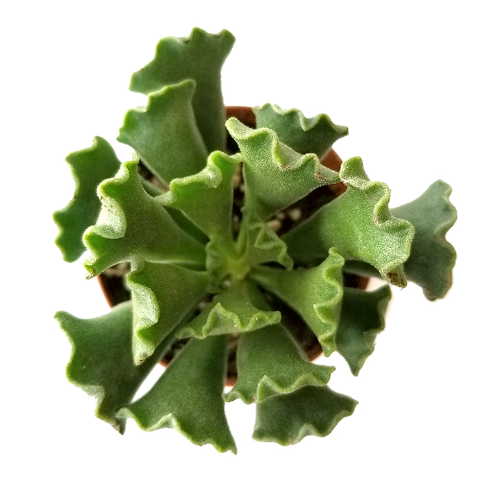 Adromischus cristatus 'crinkle leaf plant'