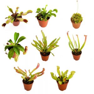 45-Pack of 2-Inch Carnivorous Plant Mix featuring diverse Venus Flytraps, Sarracenia, Nepenthes, and Sundews