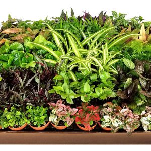 2-inch potted Foliage plant mix of tropical plants