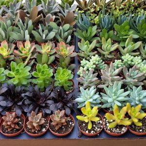 2" Succulent Mix 45 pack