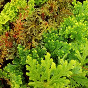 45-Pack of 2-Inch Potted Moss Mix featuring diverse Selaginella species in 2-inch pots