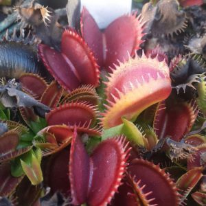 Venus Flytrap BZ-57 with unique trap shape and color, part of the Bob Ziemer BZ series, perfect for collectors