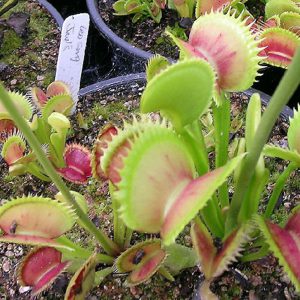 Jaws Venus Flytrap with jagged, tooth-like traps and upright leaves, perfect for carnivorous plant enthusiasts