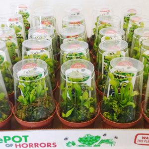 100-Pack of Potted Venus Flytraps in 3-inch pots with humidity domes and care guides, ready for resale or distribution