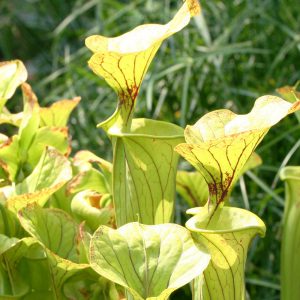 S. Flava